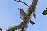 White-eyed Thrush